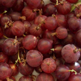Ribes uva-crispa 'Worcesterberry' - Groseillier à maquereau à baies rouges