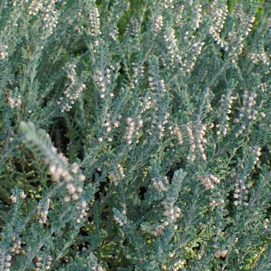 Calluna vulgaris 'Beoley Silver' - Bruyère commune blanche - Brande argentée