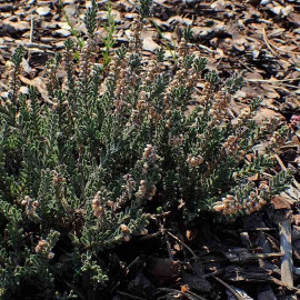 Calluna vulgaris 'Beoley Silver' - Bruyère commune blanche - Brande argentée