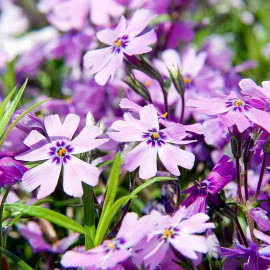 Phlox subulata 'Purple Beauty' - Phlox mousse pourpre