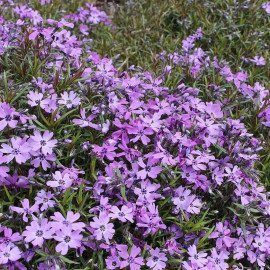 Phlox subulata 'Purple Beauty' - Phlox mousse pourpre