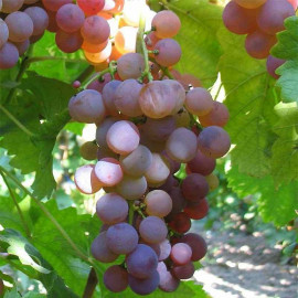 Vitis vinifera 'Chasselas rose' *ZPd4 - Vigne de table grimpante - Raisin rosé