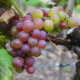 Vitis vinifera 'Chasselas rose' *ZPd4 - Vigne de table grimpante - Raisin rosé