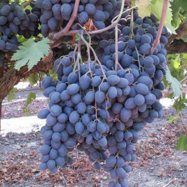 Vitis vinifera 'Autumn Royal' *ZPd4 - Vigne de table tardive - Raisin noir sans pépins