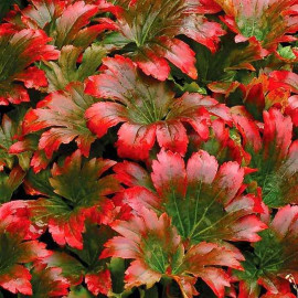 Mukdenia rossii 'Karasuba' - Aceriphyllum Crimson Fans