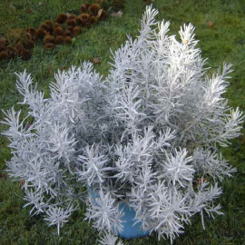 Chrysocephalum apiculatum ‘Korma'® - Plante éternelle d'argent