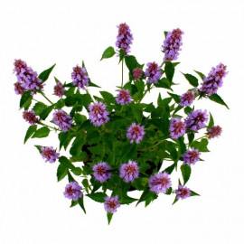 Agastache Beelicious® Purple - Hysope compacte et pourpre