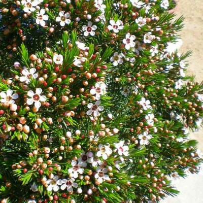 Fleur de cire de Geraldton - Chamelaucium Uncinatum 'Snowflake' - Vente Wax  Australien
