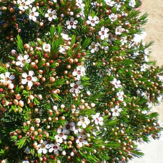 Chamelaucium uncinatum 'Snowflake' - Fleur de cire de Geraldton
