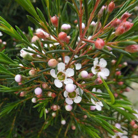 Chamelaucium uncinatum 'Snowflake' - Fleur de cire de Geraldton
