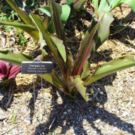 Eucomis comosa 'Sparkling Burgundy' - Fleur de lis ananas pourpre