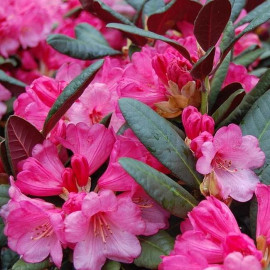 Rhododendron 'Wine and Roses'® * compact à feuilles lie de vin au revers