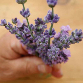 Lavandula angustifolia 'Melissa lilac' - Lavande lilas parfumée