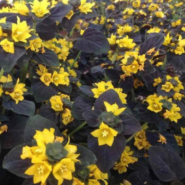 Lysimachia congestiflora 'Persian Chocolate' - Lysimaque pourpre à fleurs jaunes