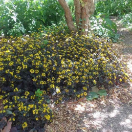 Lysimachia congestiflora 'Persian Chocolate' - Lysimaque pourpre à fleurs jaunes