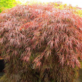 Acer palmatum dissectum 'Inaba Shidare' - Erable du Japon compact