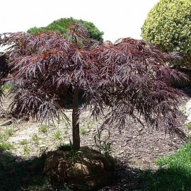 Acer palmatum dissectum 'Tamukeyama' - Erable du Japon pourpre spiralé