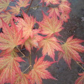 Acer palmatum 'Mirte' - Erable du Japon orange et bronze