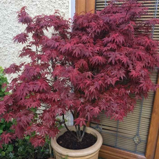 Acer palmatum 'Skeeter's Broom' - Erable du Japon rouge pour culture en pot