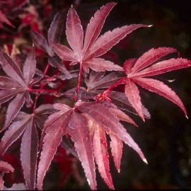 Acer palmatum 'Skeeter's Broom' - Erable du Japon rouge pour culture en pot
