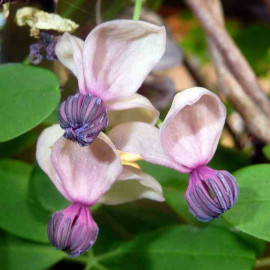 Akebia quinata 'Rosea' - Akébie à cinq feuilles parfumée - Vigne chocolat à fleurs roses