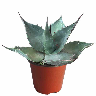 Agave havardiana - Agave de...