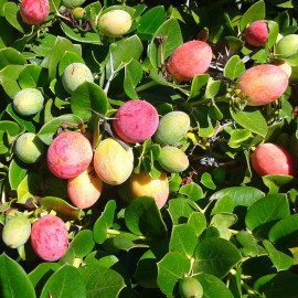 Carissa macrocarpa - Prunier du Natal à gros fruits
