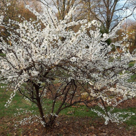 Prunus tomentosa - Cerisier tomenteux de Nankin - Ragouminier