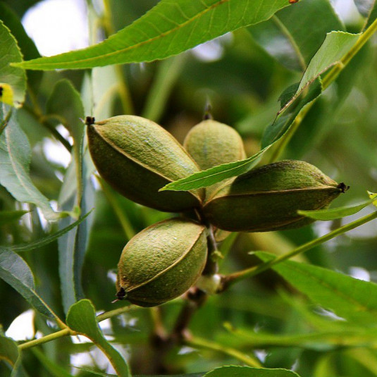 Carya illinoinensis - Pacanier - Caryer - Noix de Pécan comestible