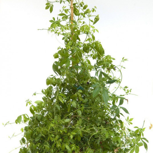 Gynostemma pentaphyllum - Herbe de l'immortalité - Jiaogulan