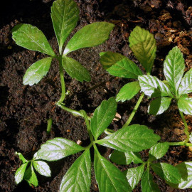 Gynostemma pentaphyllum - Herbe de l'immortalité - Jiaogulan