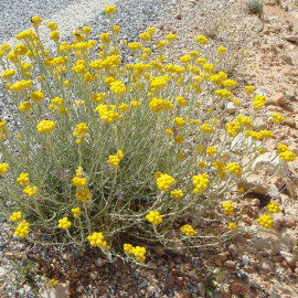 Helichrysum stoechas - Immortelle à toupet