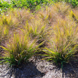 Eragrostis spectabilis 'Purple Love Grass' - Herbe d'Amour compacte