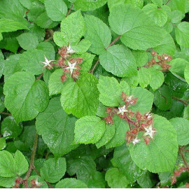 Rubus phoenicolasius - Raisin du Japon - Mûre japonaise