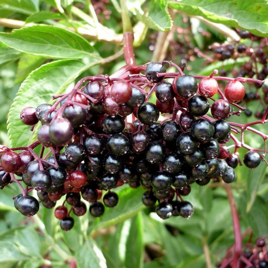 Sambucus nigra 'Korsor' - Sureau à gros fruits noirs