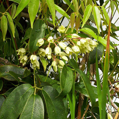 Holboellia latifolia