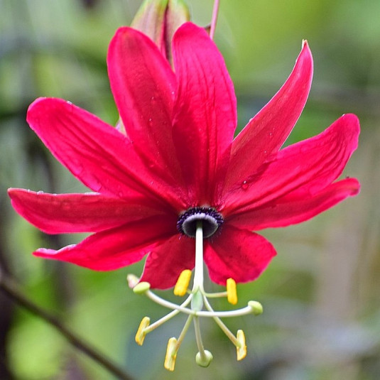 Passiflora antioquiensis - Passiflore d'Antioquia rouge