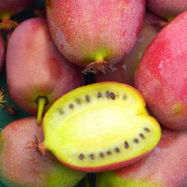 Actinidia arguta 'Bingo' * - Mini-Kiwi rose - Kiwaï ananas