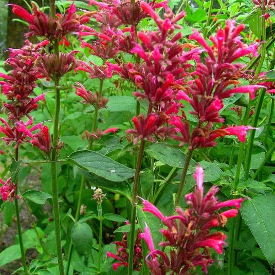 Agastache mexicana 'Red Fortune'® - Thé mexicain rouge