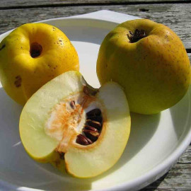 Chaenomeles japonica 'Cido' - Cognassier du Japon fruitier - Citron Nordique