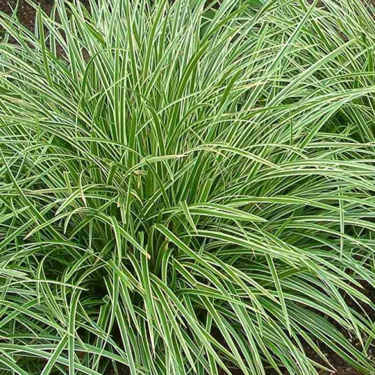 Carex morrowii 'Variegata' - Laîche panachée