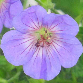 Geranium 'Azur Rush' - Géranium vivace hybride bleu ciel