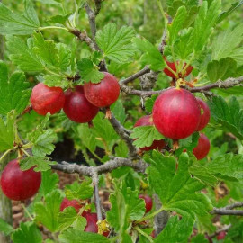 Ribes uva-crispa 'Hinnomaki Red' - Groseillier à maquereau à fruits rouges