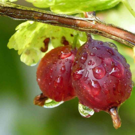 Ribes uva-crispa 'Hinnonmaki Red' - Groseillier à maquereau à fruits rouges