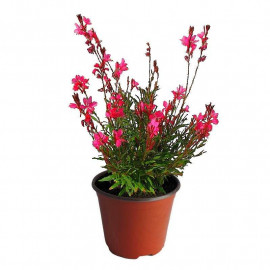 Gaura lindheimeri 'Red Color' - Gaura à fleurs rouges
