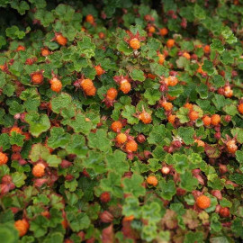 Rubus pentalobus 'Emerald Carpet' - Framboisier rampant de Taiwan