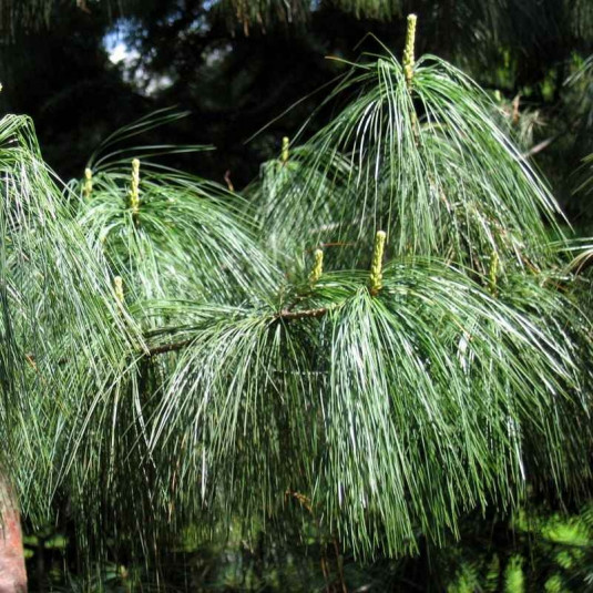 Pinus wallichiana 'Griffithii' - Pin pleureur de l'Himalaya