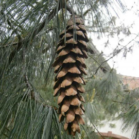 Pinus wallichiana 'Griffithii' - Pin pleureur de l'Himalaya