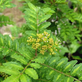 Zanthoxylum piperitum - Poivre du Sichuan - Poivrier japonais