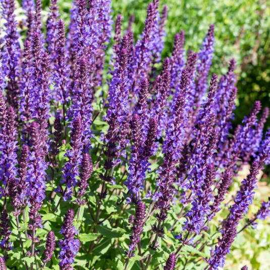 Salvia nemorosa 'Blaukönigin' - Sauge des bois violette